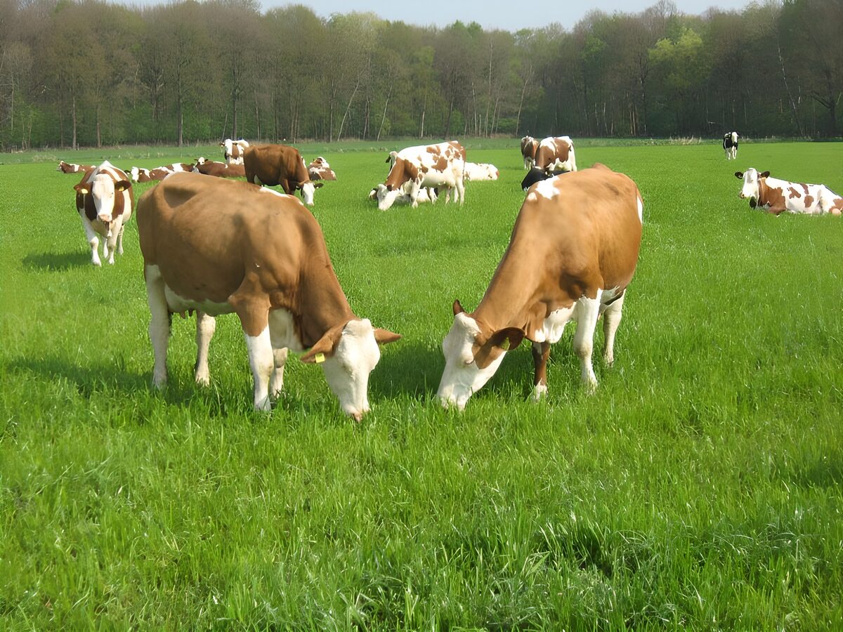 Brown-and-white cows grazing in sunshine