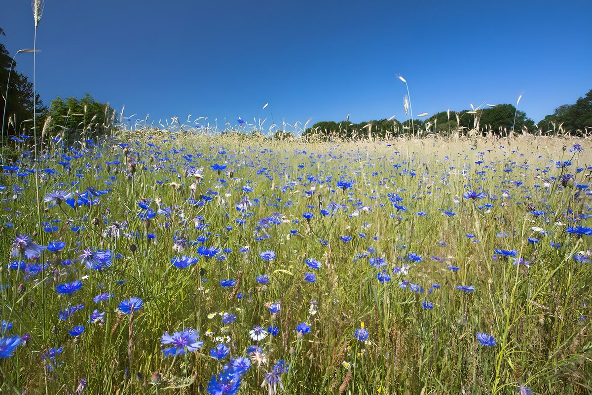 Blue cornflowers in a sunlit meadow