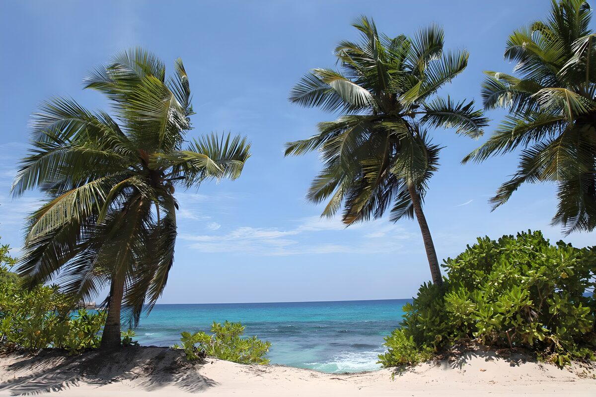 Sunlit beach with leaning palms