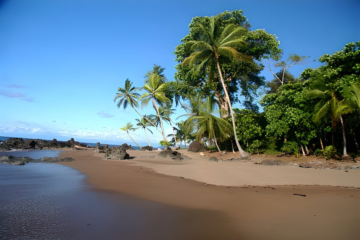 Leaning palms on a quiet tropical beach