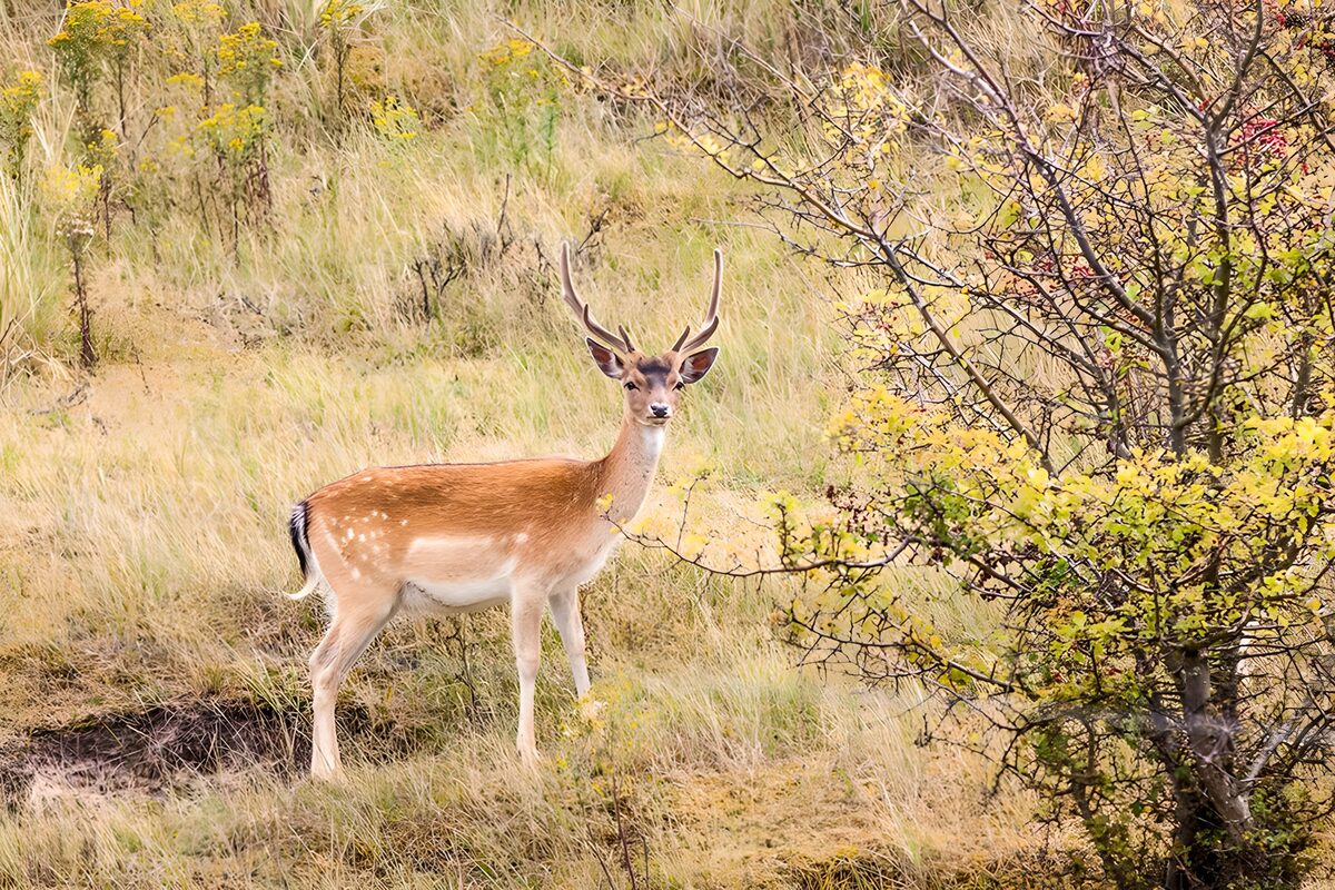 Alert stag in golden grass