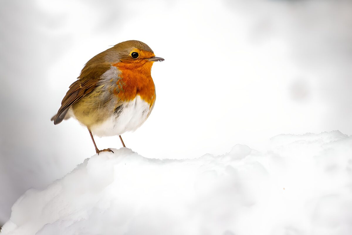 Robin on a snowy mound