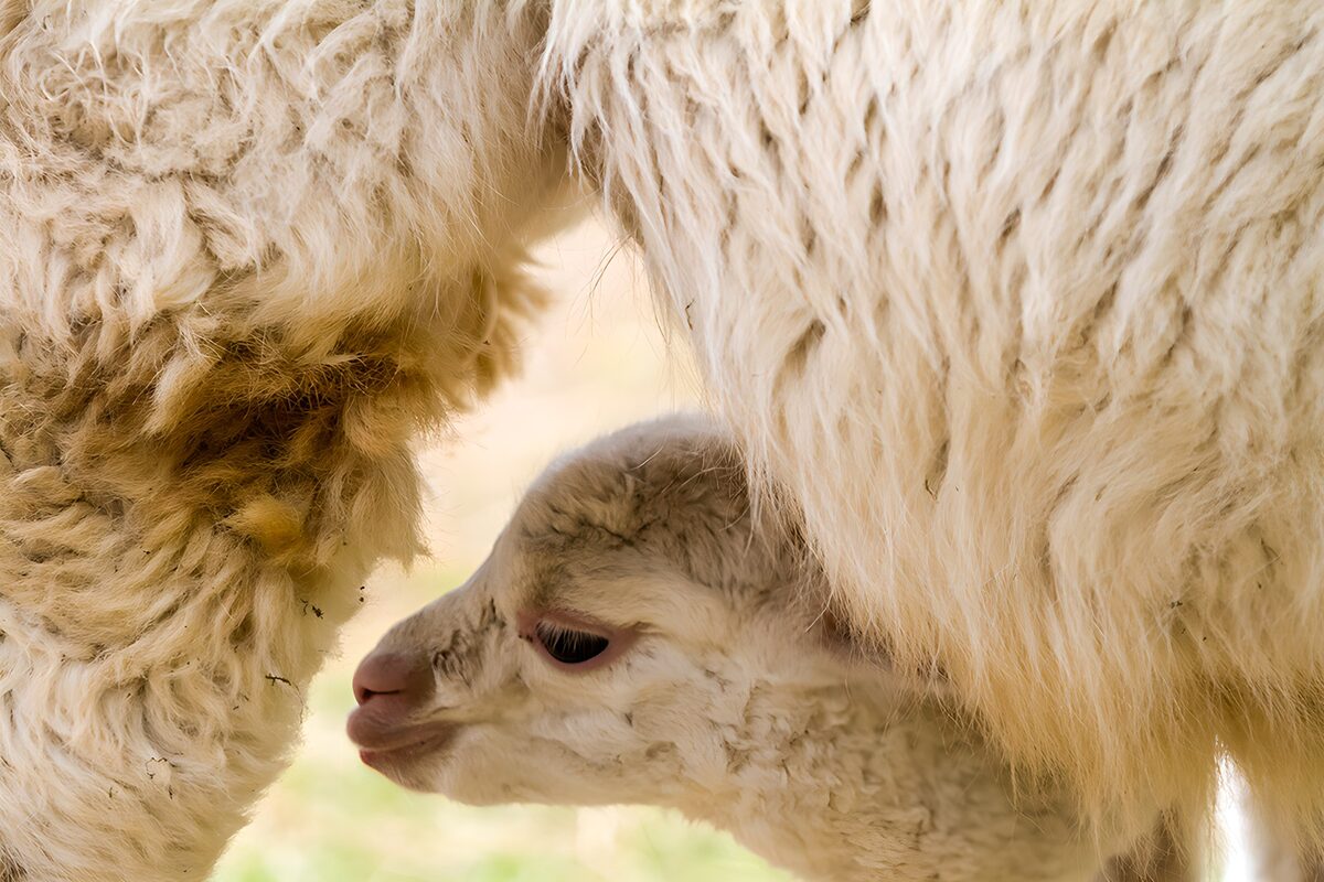 Baby camelid sheltered by an adult