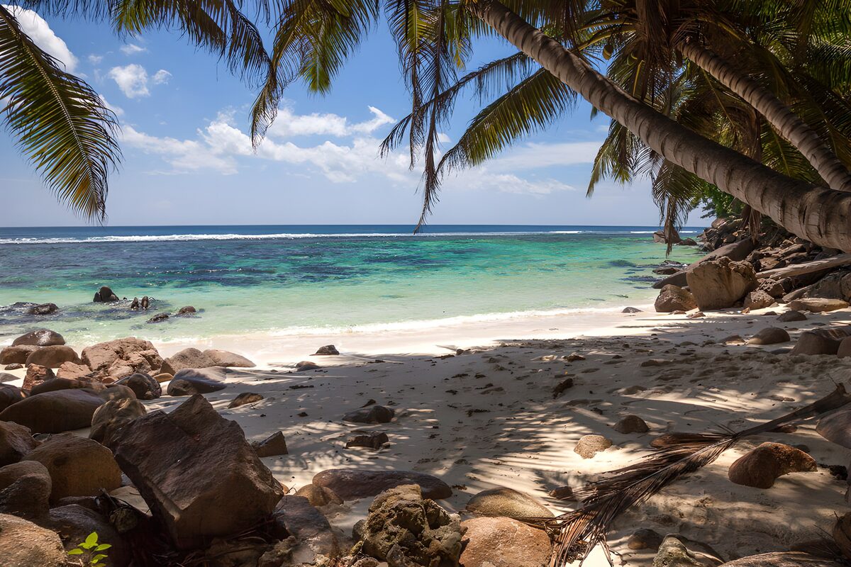Palm-fringed beach in dappled sunlight
