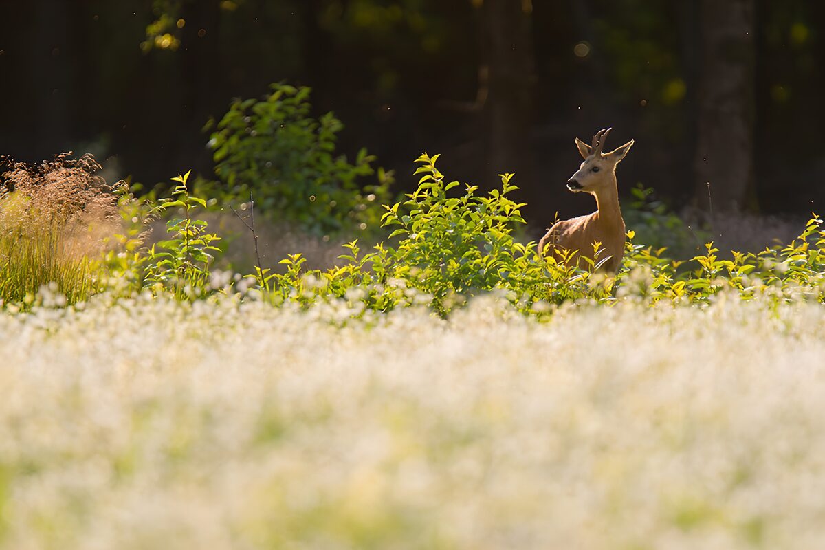 Roe deer buck in sunlit shrubs