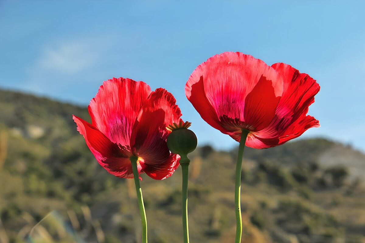 Two red poppies in bright sunlight