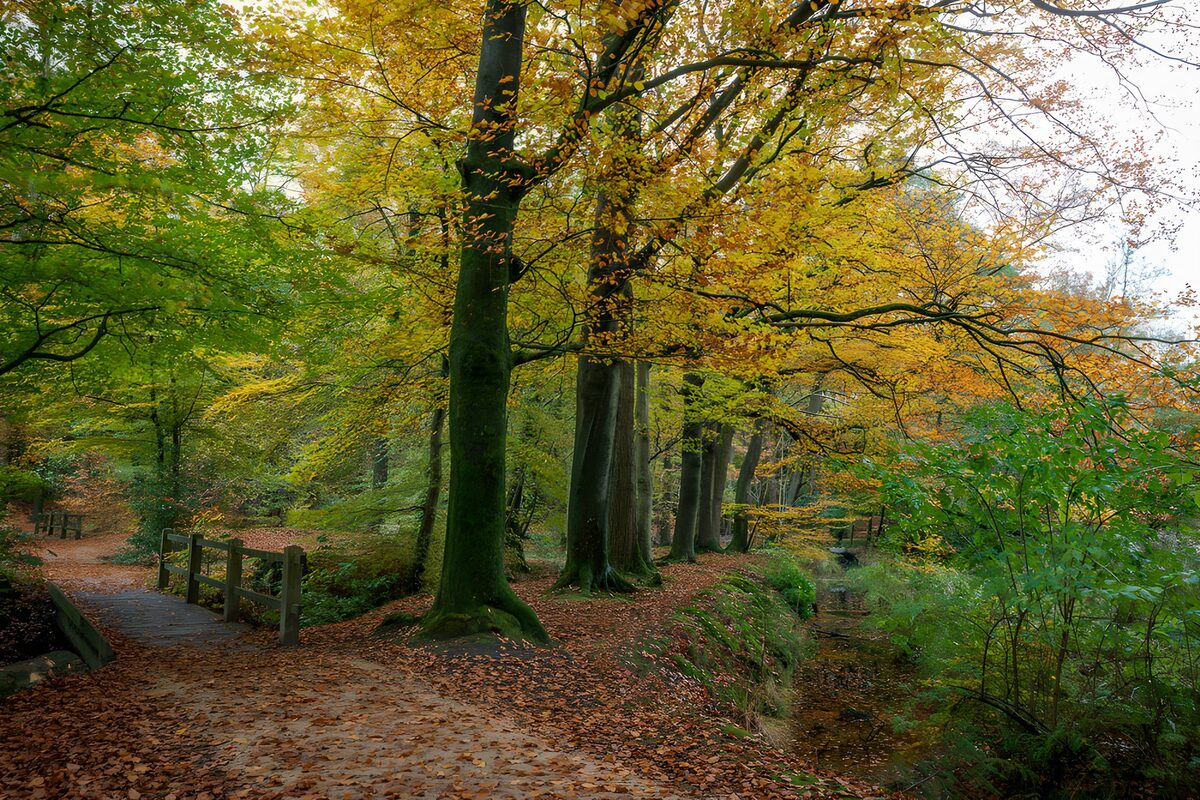 Autumn bridge and a quiet woodland stream