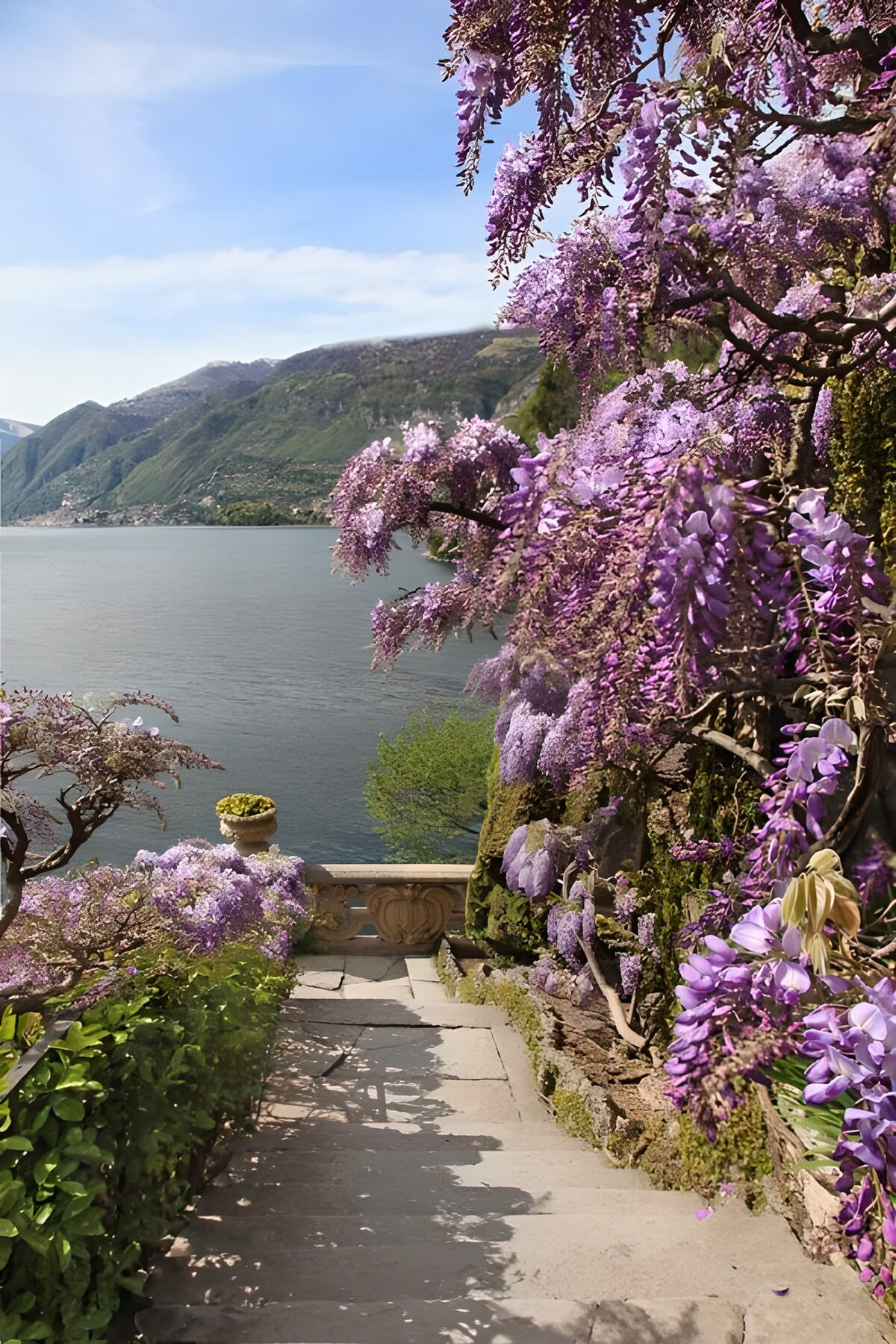 Wisteria steps above a sunlit lake