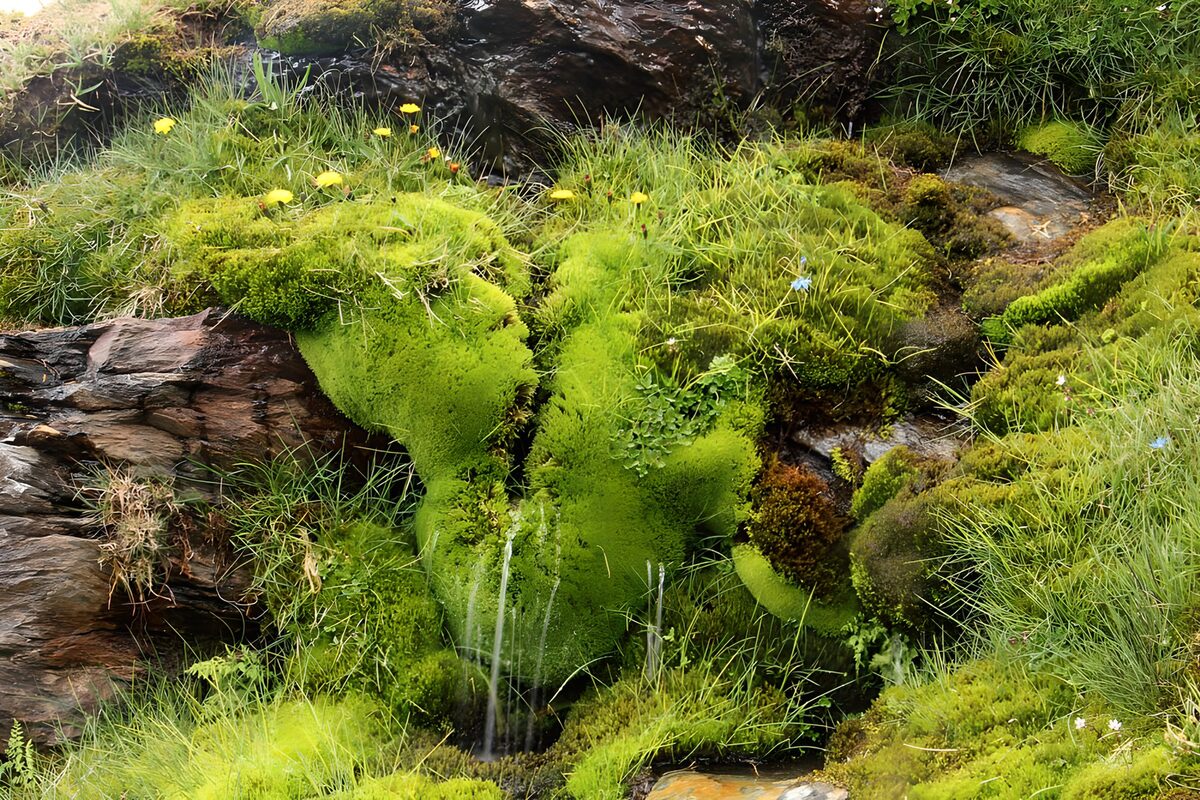 A quiet cascade over mossy rocks