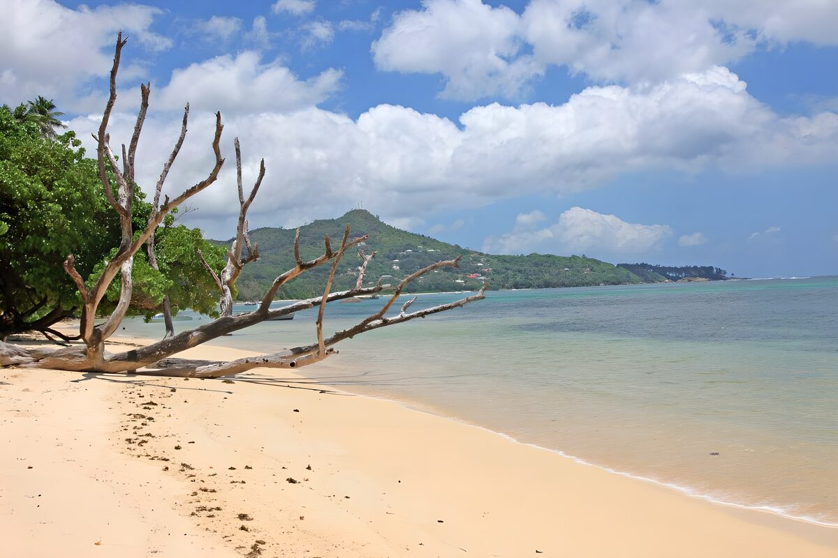 Driftwood on a sunlit bay