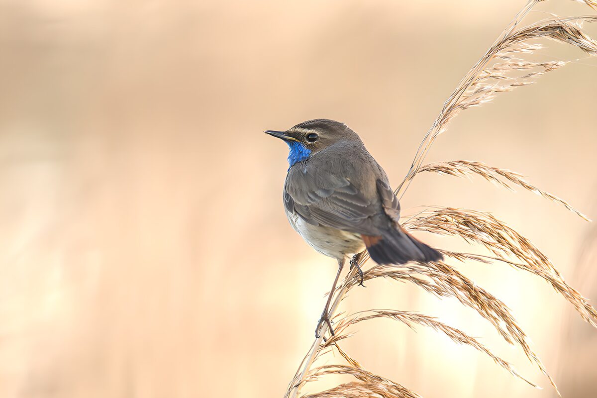 Bluethroat perched among golden reeds