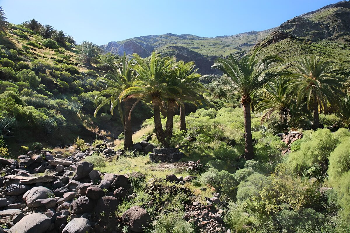 Sunlit palms in a rocky valley