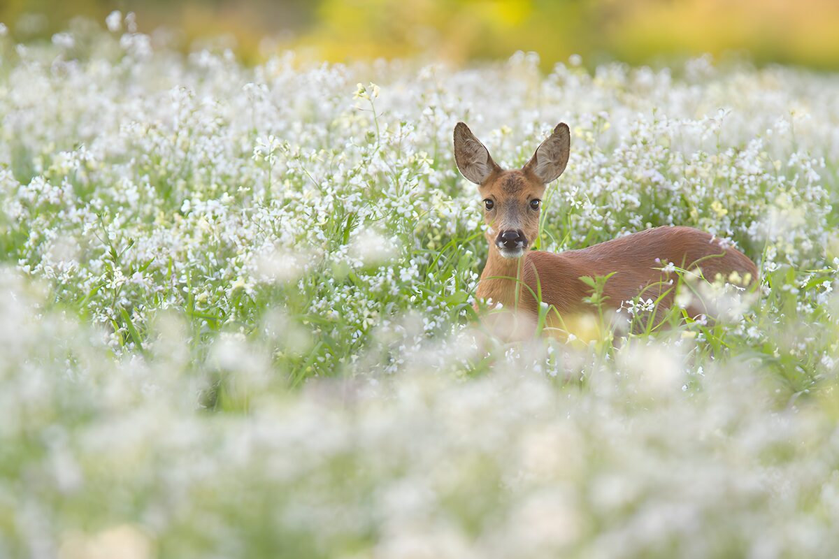 Roe deer on watch among white flowers