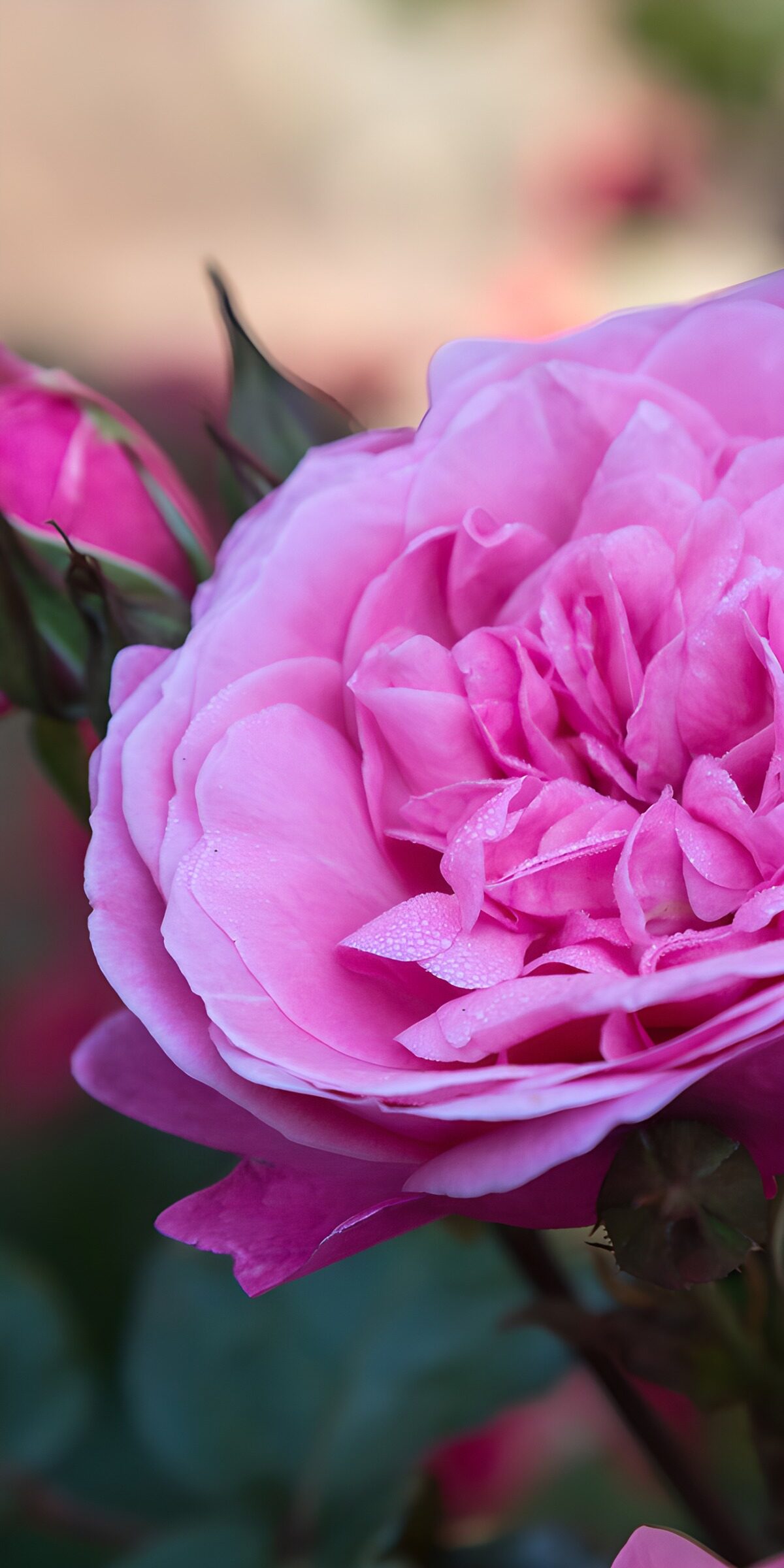 Pink rose in soft daylight