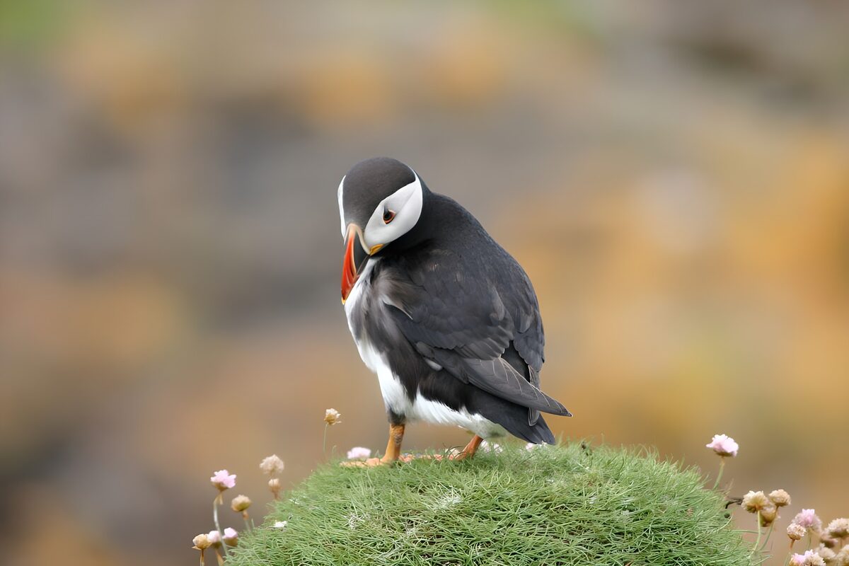 Atlantic puffin on a flower-speckled mound