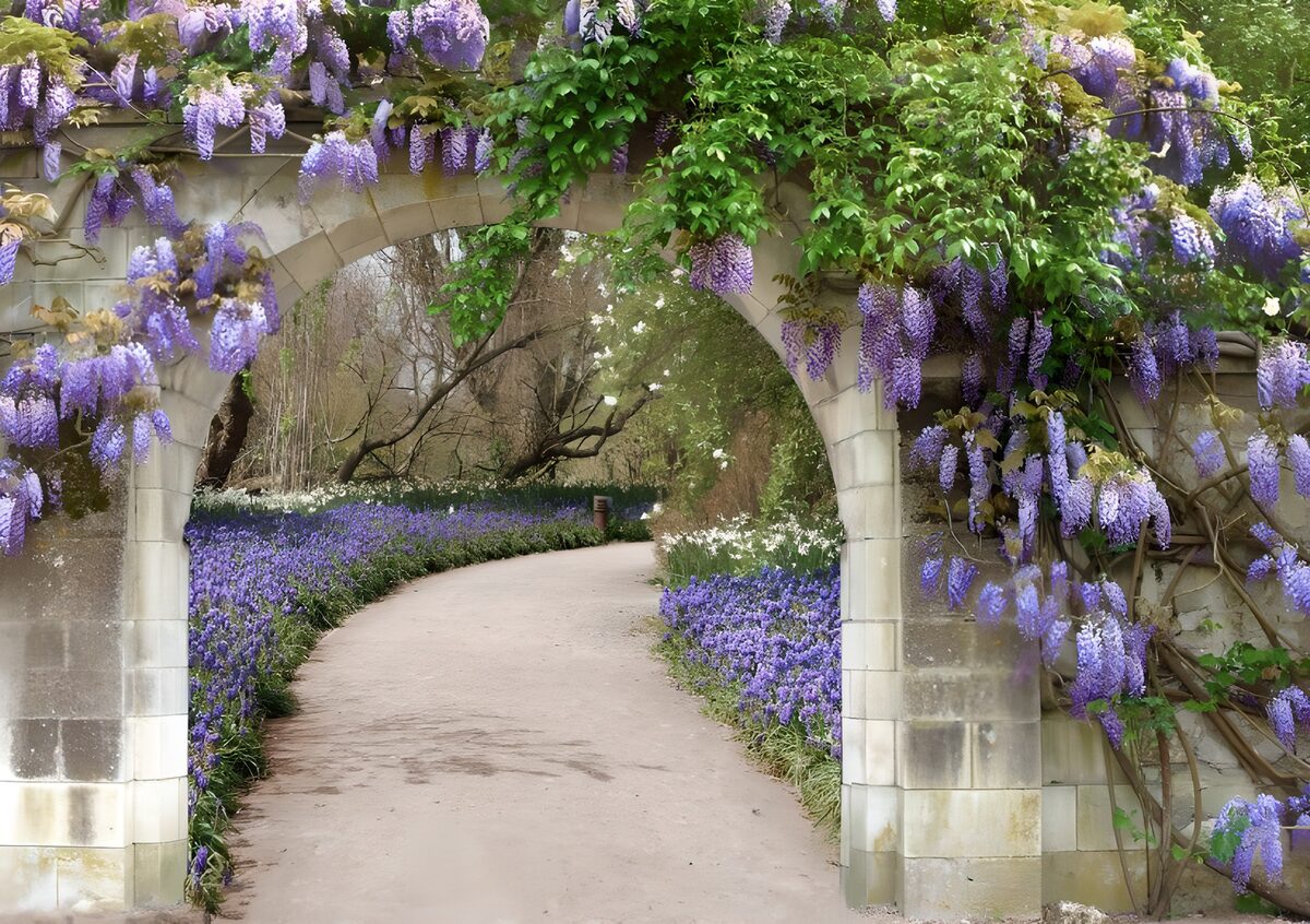 Wisteria arch in soft spring light