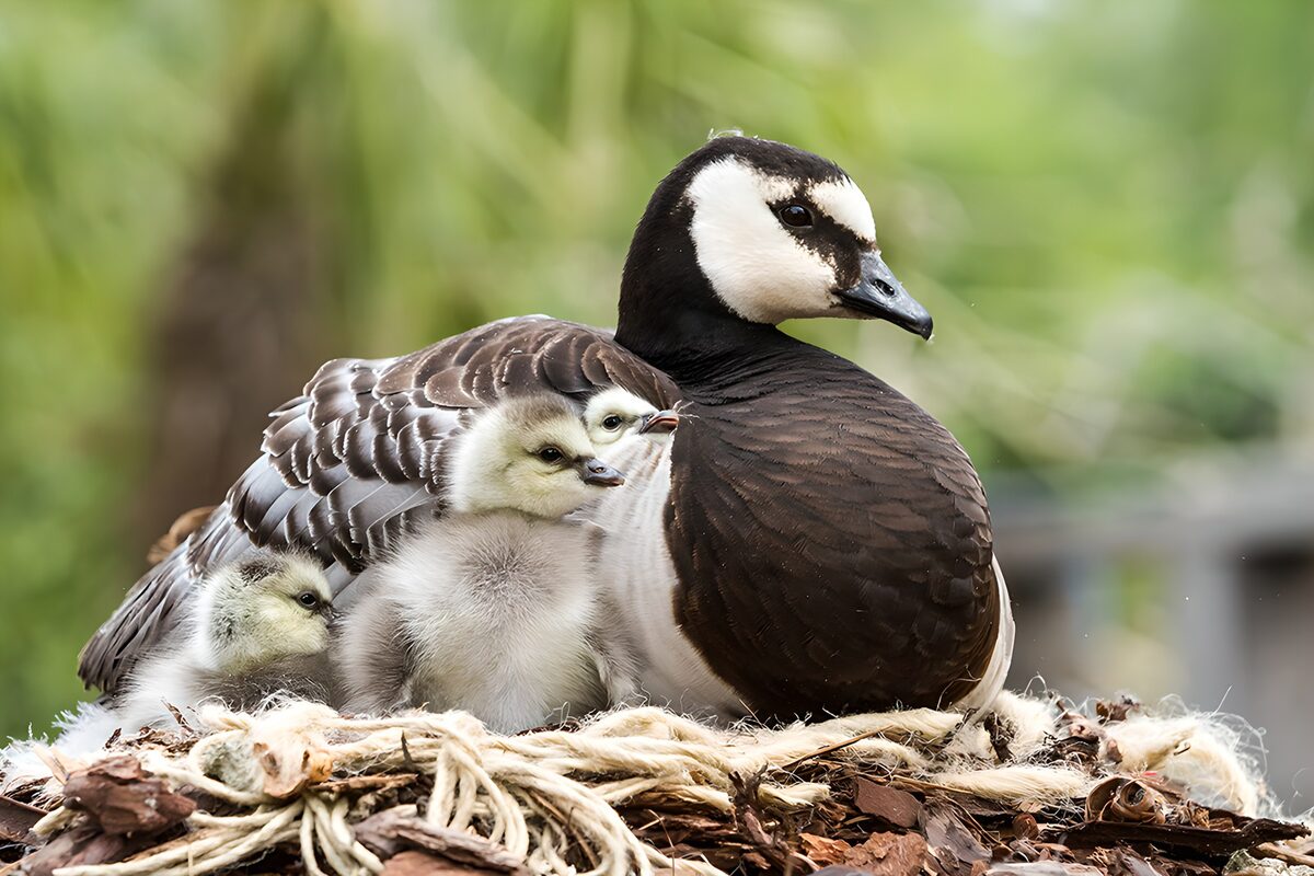 Goose and three goslings tucked in