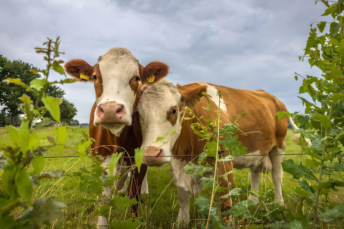Two brown-and-white cows in lush grass