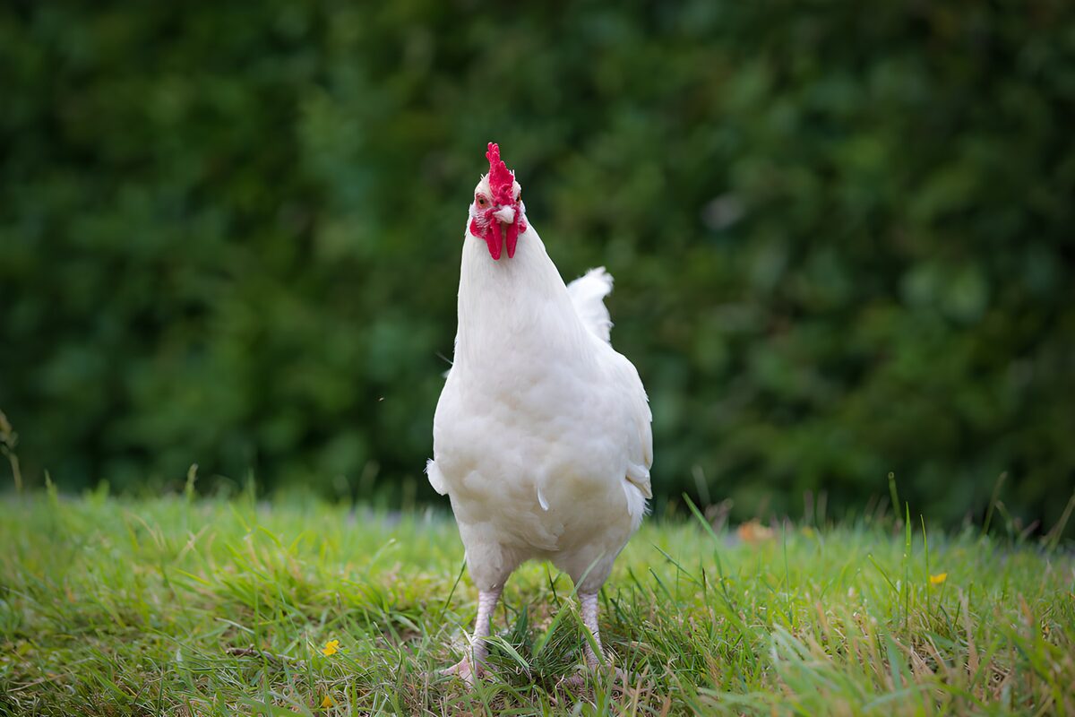 White chicken in quiet green grass