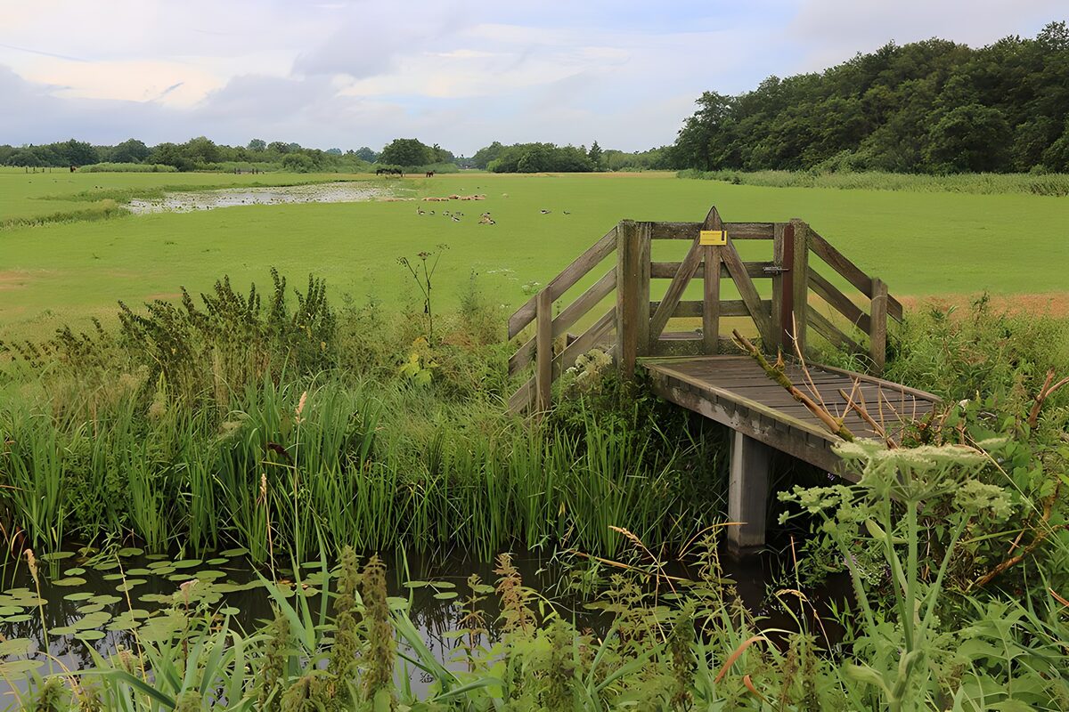 Lily pads below, open meadow beyond