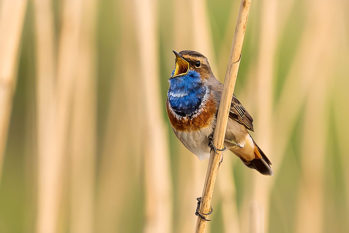Bluethroat singing on a sunlit reed