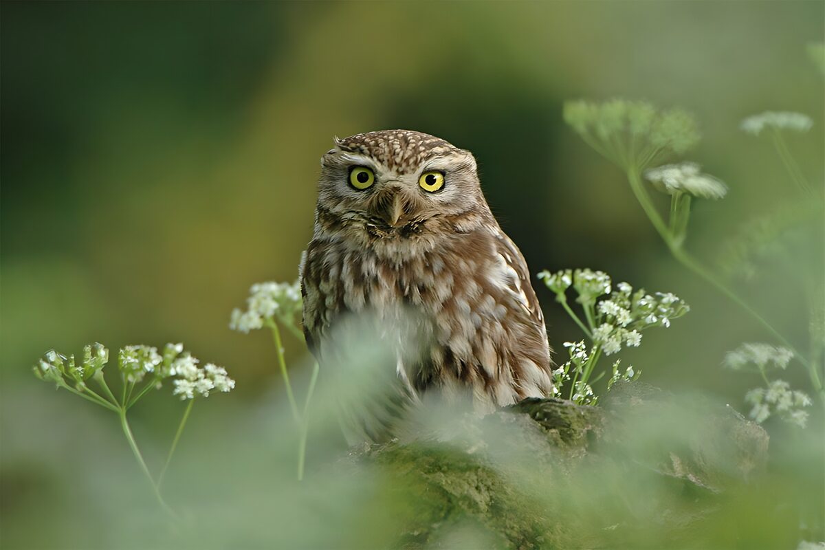 Little owl among white flowers