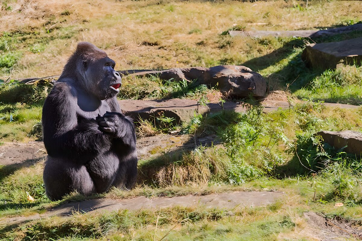 Gorilla sitting among sunlit rocks