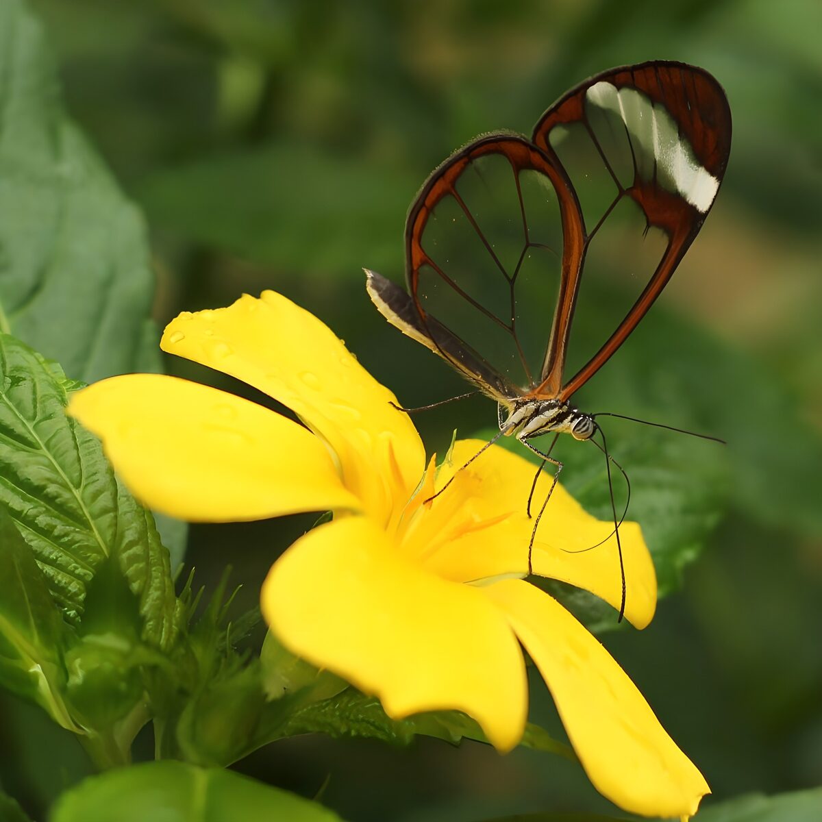 Glasswing butterfly on a yellow flower