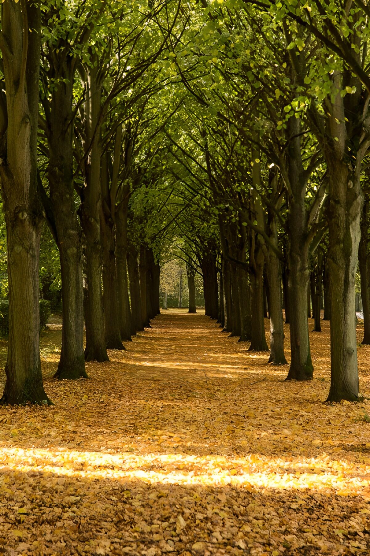 Tree-lined avenue in dappled sunlight