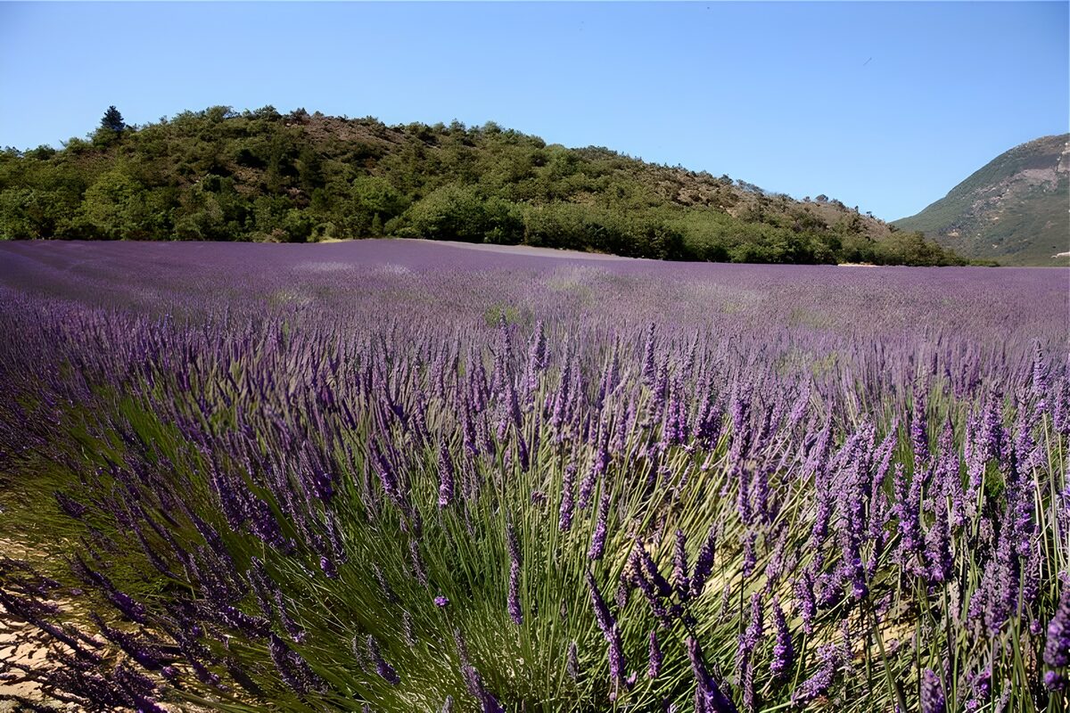 Sunlit lavender field beneath wooded hills