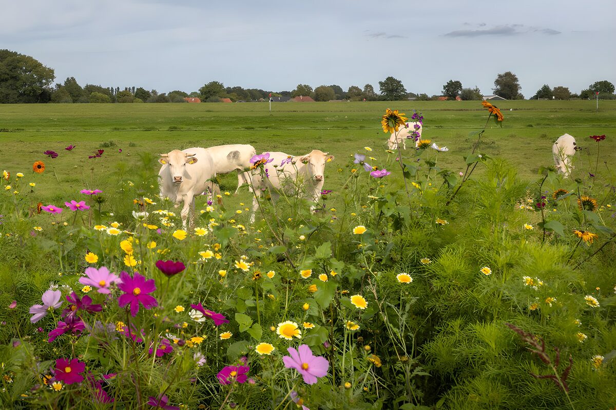 Cream-coloured cattle behind summer flowers