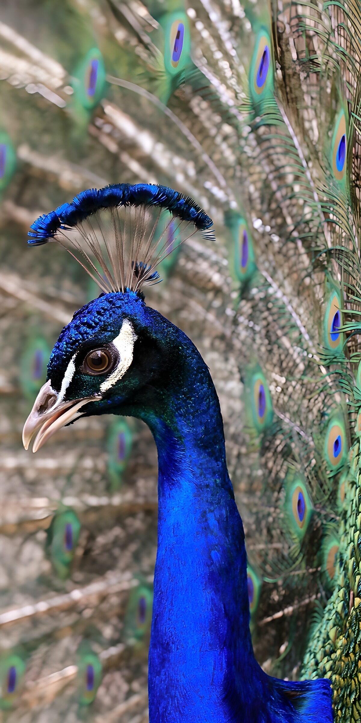 Blue peacock in watchful profile