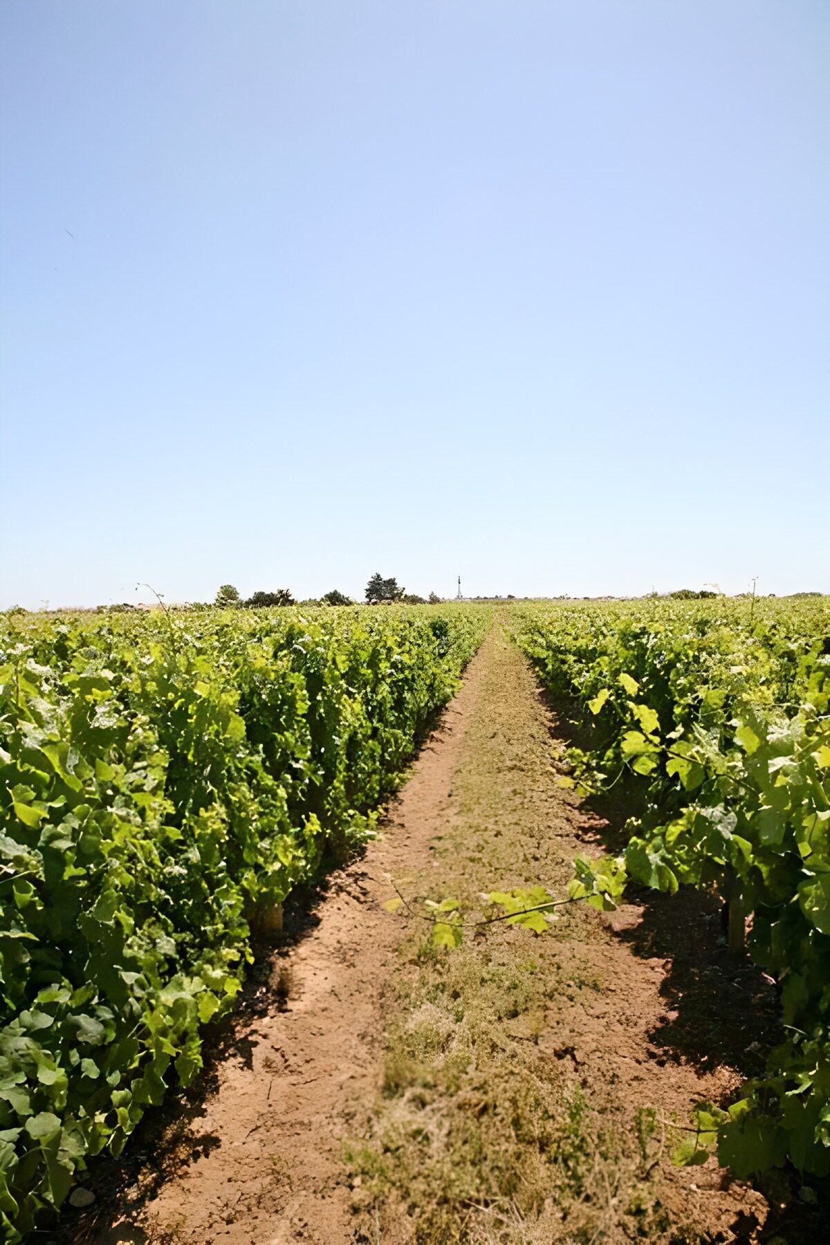 Sunlit vineyard beneath a wide blue sky