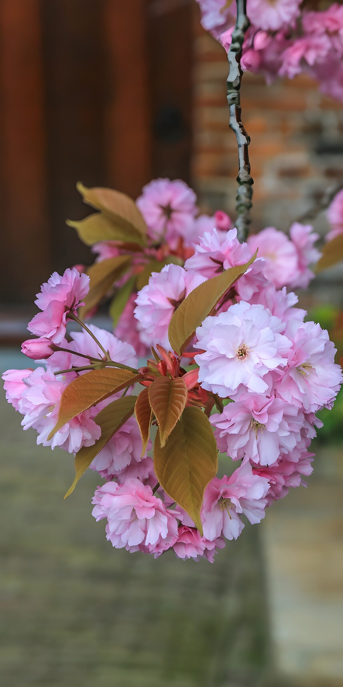 Pink cherry blossom in gentle light