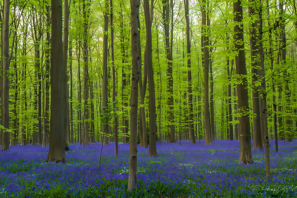 Spring woodland with a blue flower carpet