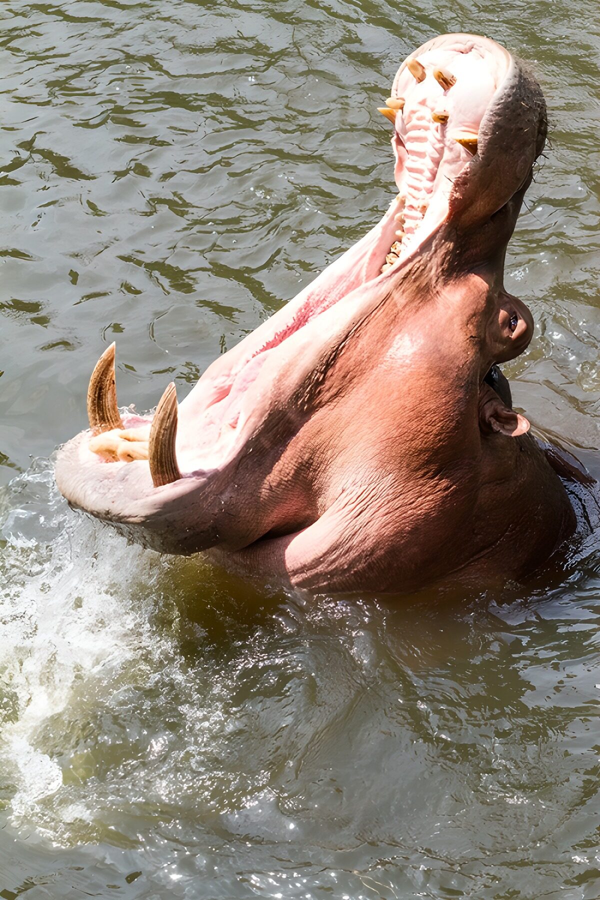 Hippo with jaws wide in splashing water