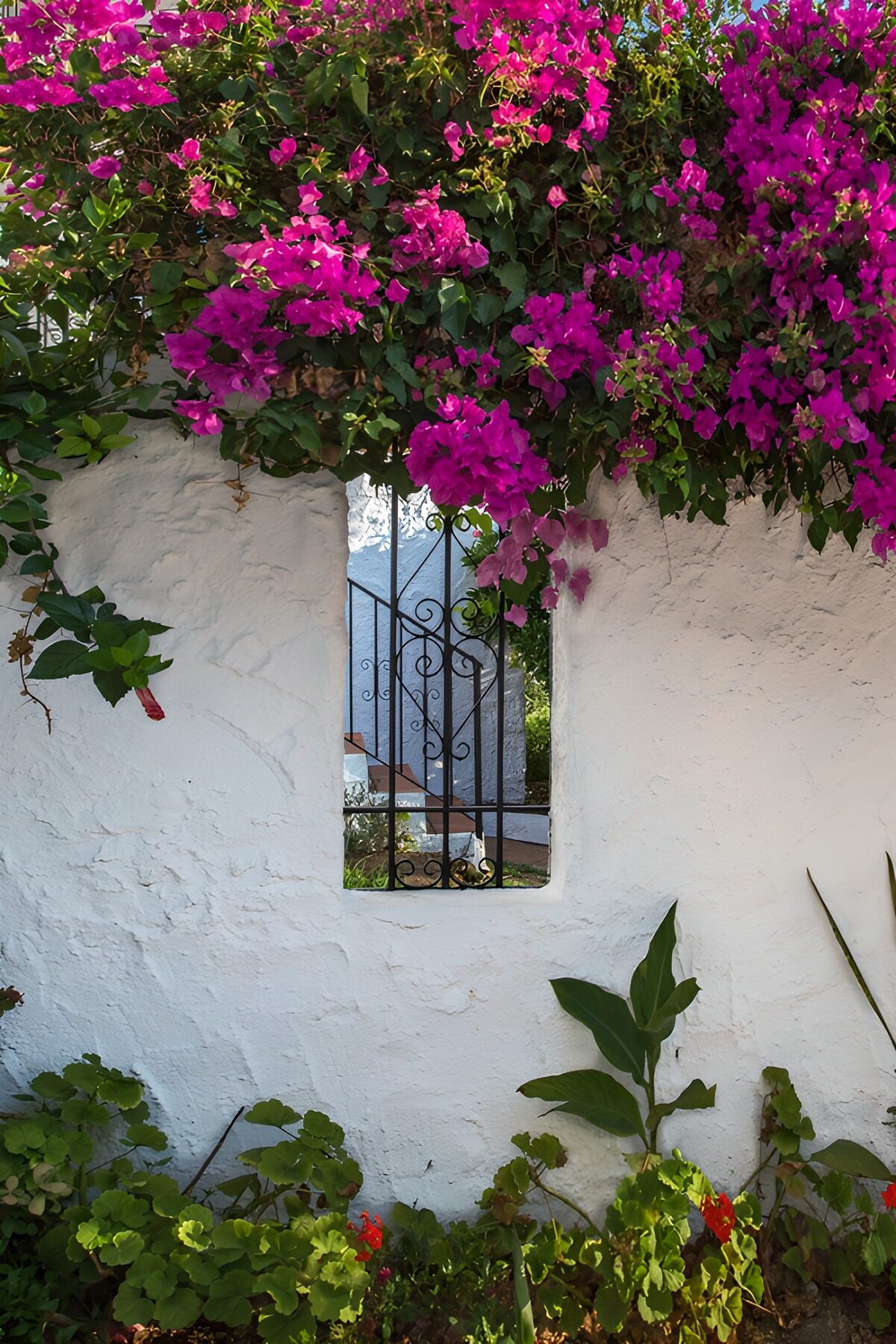 A pink cascade above the garden window