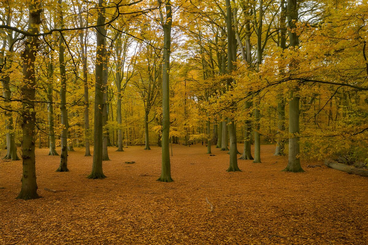 Golden woodland with a carpet of leaves