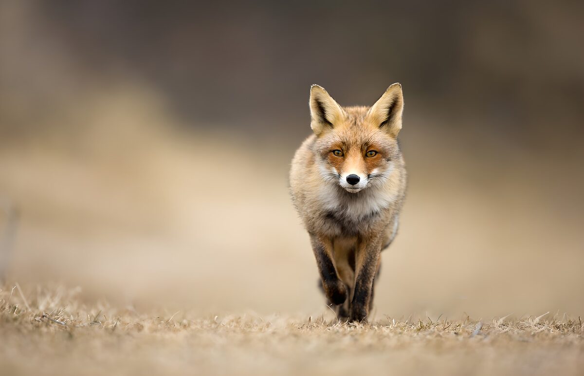 Red fox on a quiet walk through dry grass