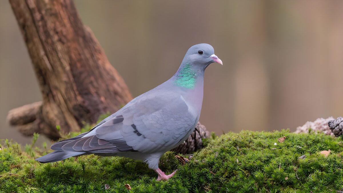 Grey pigeon on a lush moss carpet