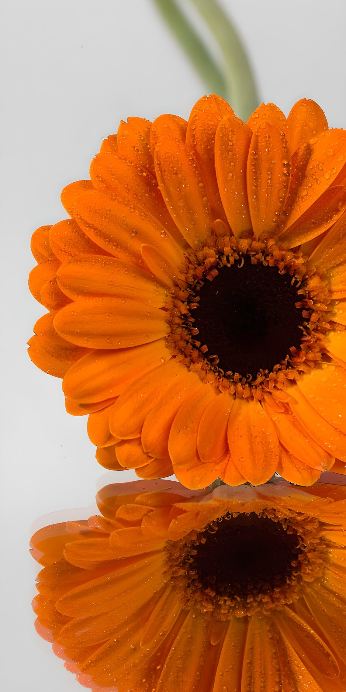 Orange gerbera with a fresh reflection