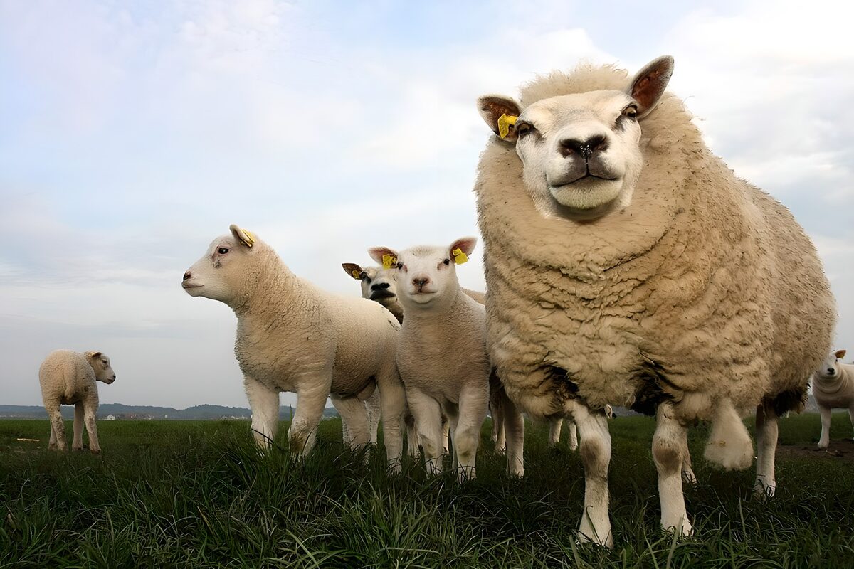 Sheep and lambs in a quiet pasture