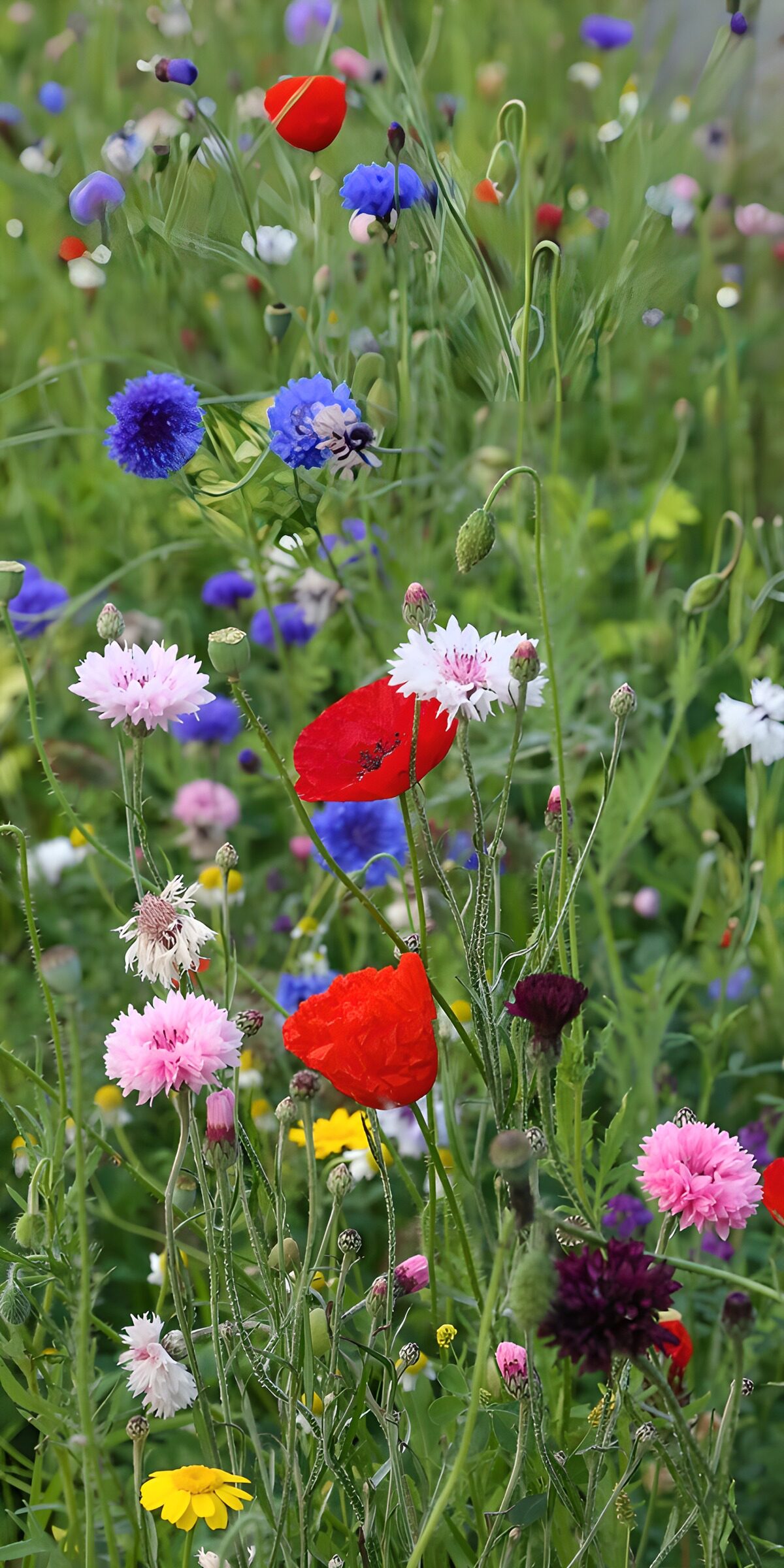 Red poppies in a summer meadow