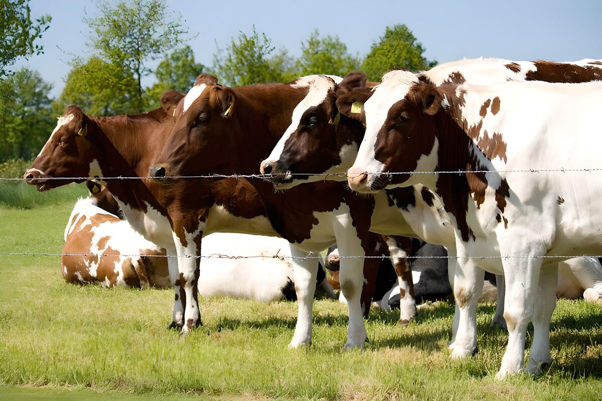 A sunlit pause for the meadow cows