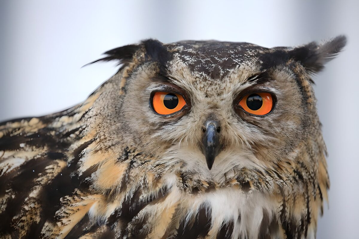Watchful owl in close-up