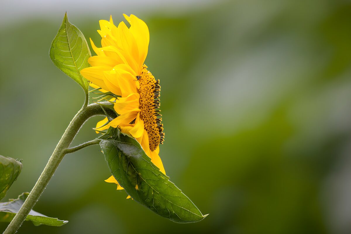 Sunflower in profile, softly lit