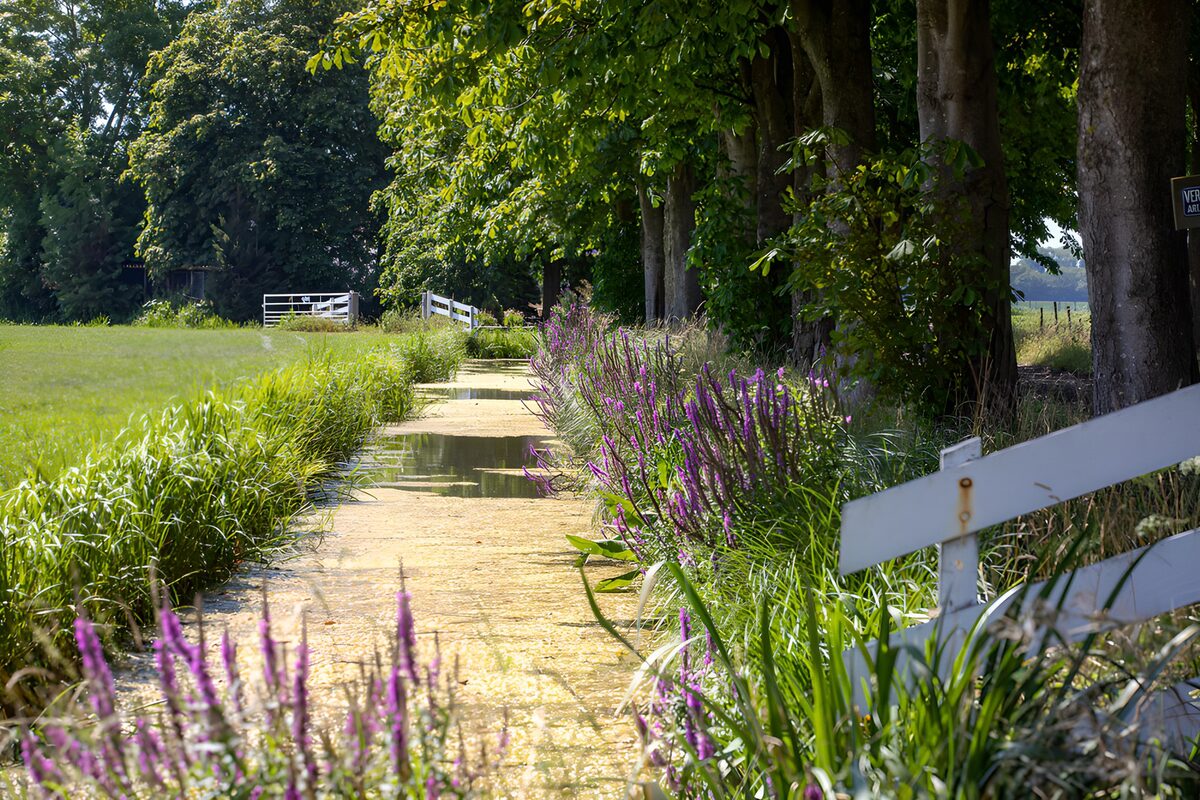 Summer waterway with purple flowers