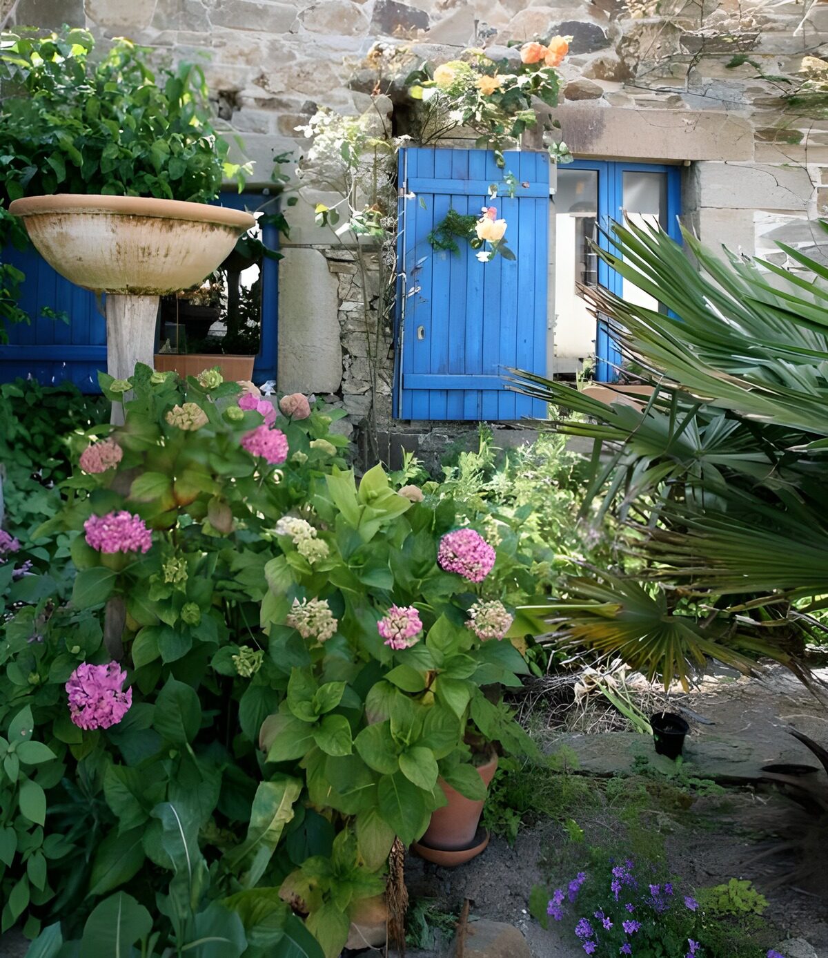 Sunlit hydrangeas and blue shutters