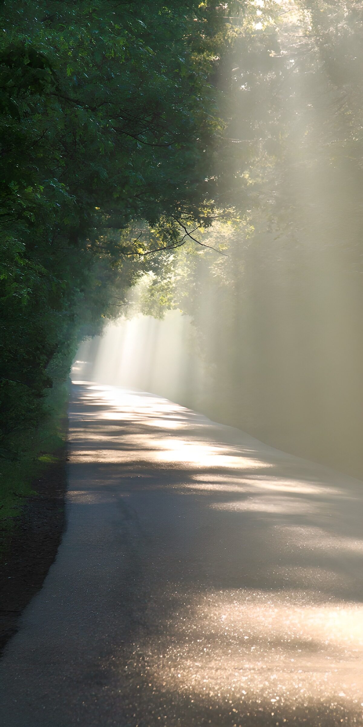 Woodland road in hazy sunlight