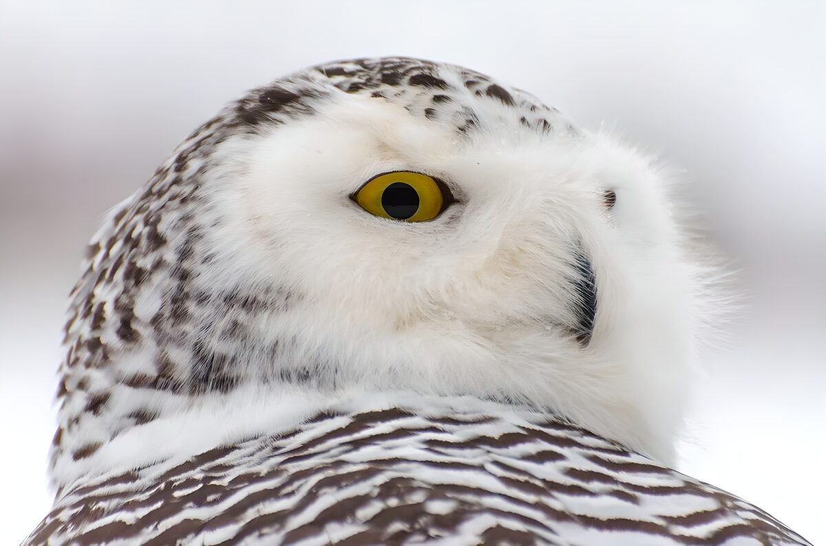 Snowy owl in watchful profile